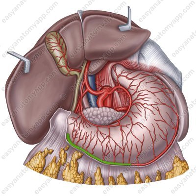 Right gastro-omental artery (a. gastroomentalis dextra)